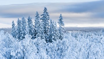 Snötäckta träd i en skog.