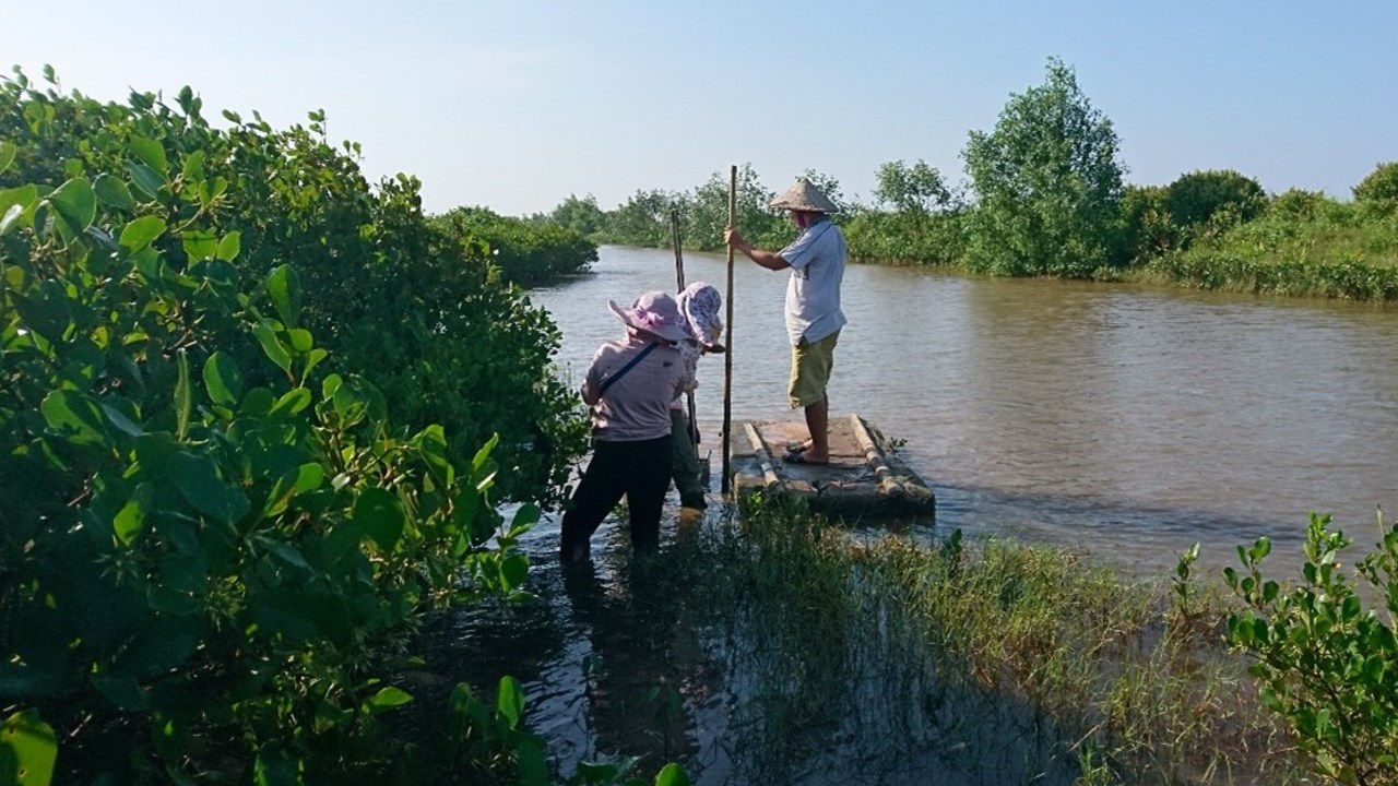 People at mangrove forests located in shrimp farm aquaculture in northern Vietnam.
