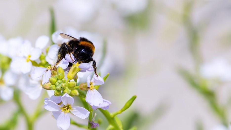 En närbild av en humla på en blomma.