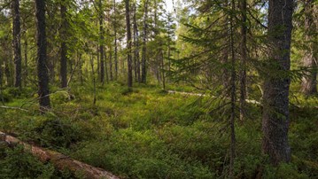 Skog.