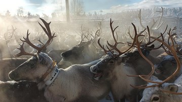 Semi-domestic reindeer