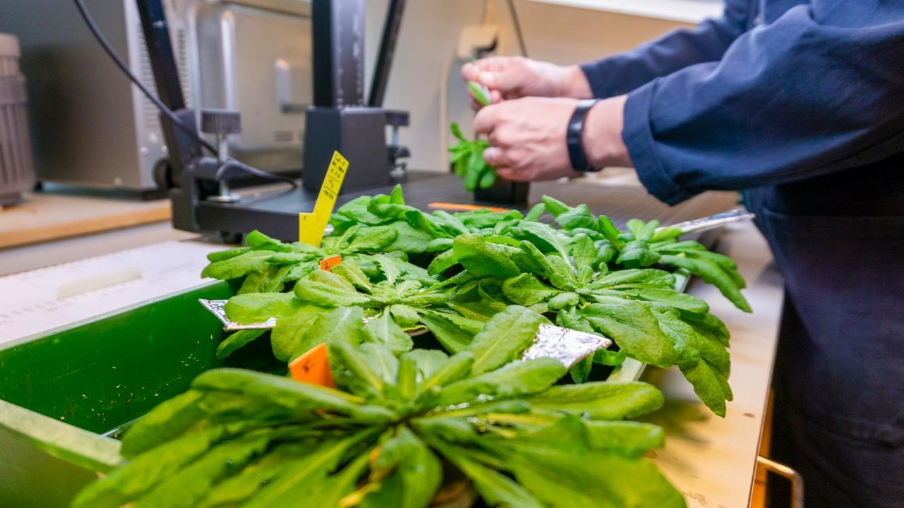 Arabidopsis plants growing in trays, with several leaves covered by aluminium foil and a researcher handling a plant in the background./Arabidopsisplantor som v&auml;xer i odlingsbrickor, med flera blad t&auml;ckta av aluminiumfolie och en forskare som hanterar en planta i bakgrunden.
