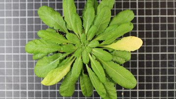 Arabidopsisplanta med främst gröna blad och två gula åldrande blad./Arabidopsis plant with mostly green leaves and two yellow ageing leaves.