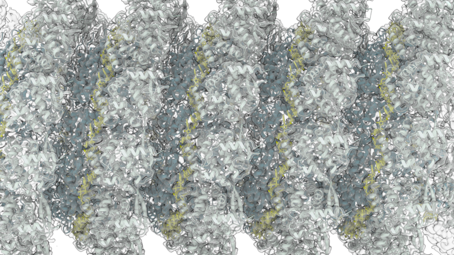 CryoEM