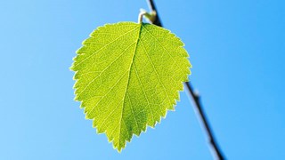 Umeå Plant Science Centre, UPSC