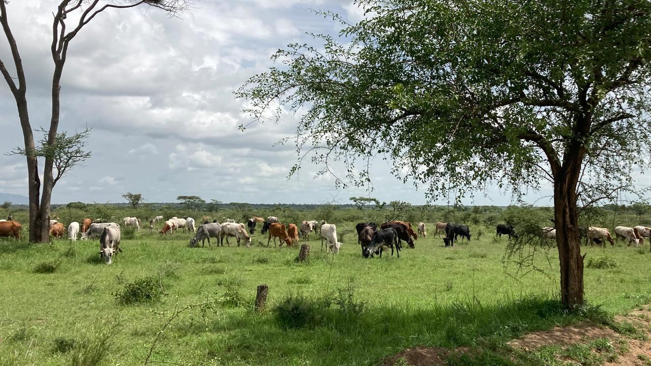Kor i en flock på betesmark i gränsregionen mellan Kenya och Uganda.