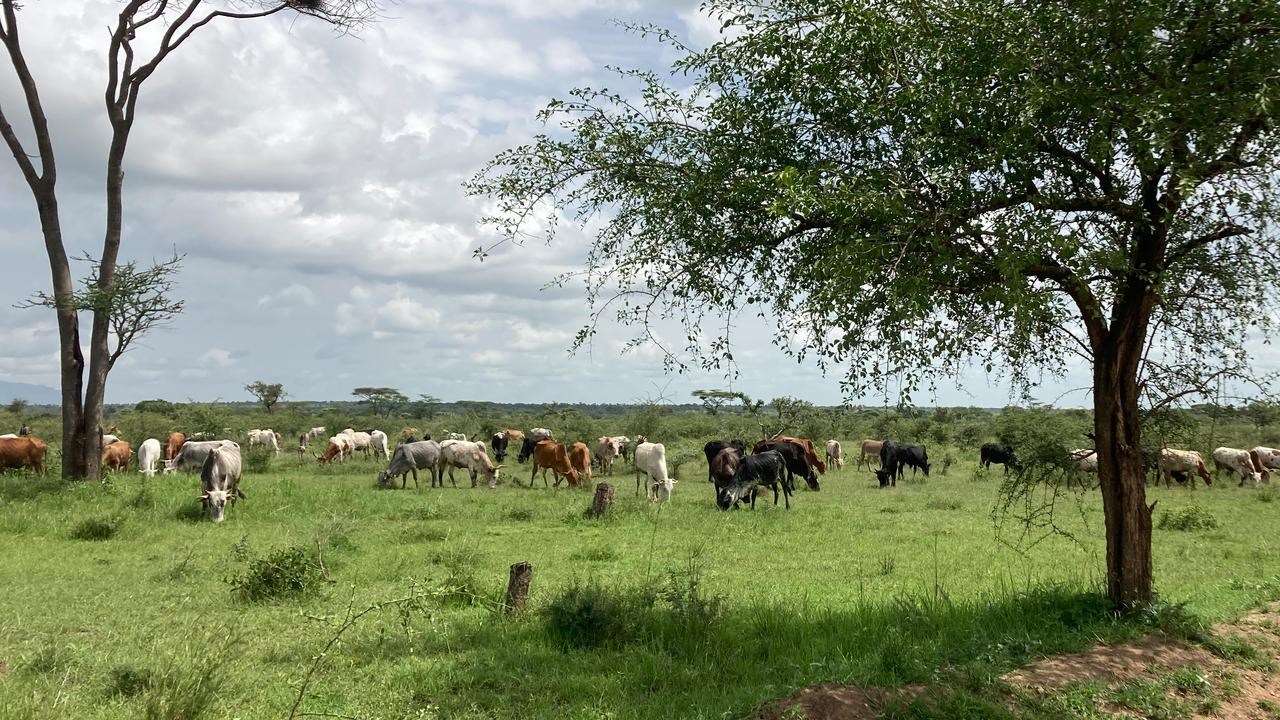 Cattle in a herd on rangeland in the border region between Kenya and Uganda.