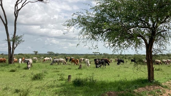 Cattle in a herd on rangeland in the border region between Kenya and Uganda.