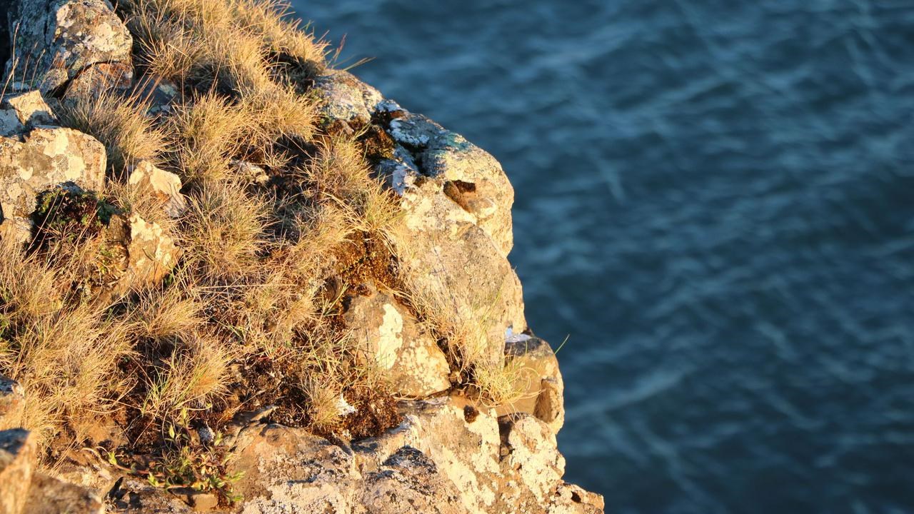 The image shows a piece of a cliff in the foreground with vegetation,mosses and grass, lit up by late day yellow sunlight. In the background is ateal-colored sea with light waves.