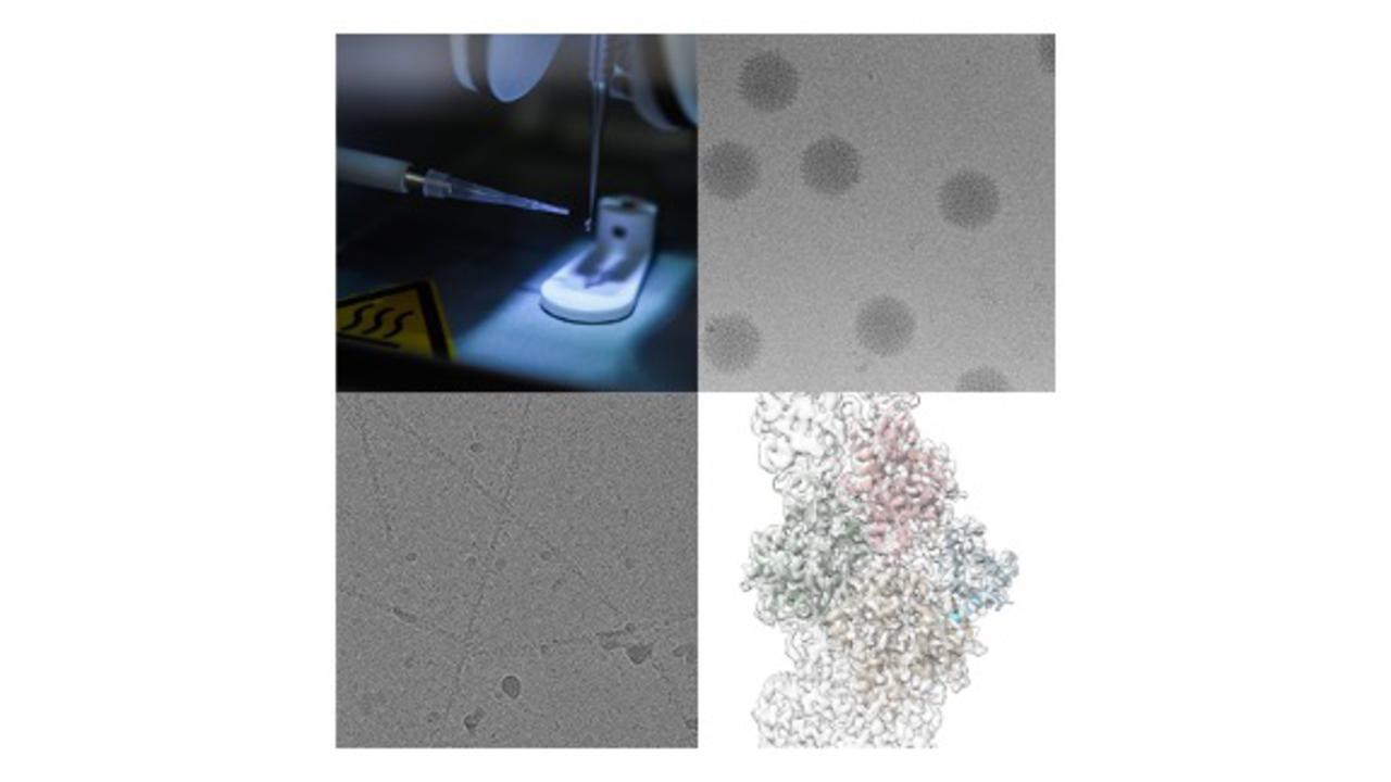 microscopes and samples