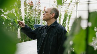 Forskare tittar på plantor i växthus