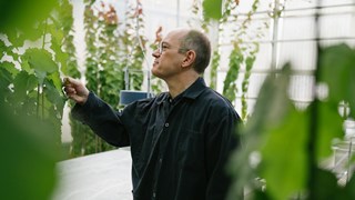 A researcher is examining plants in a greenhouse.