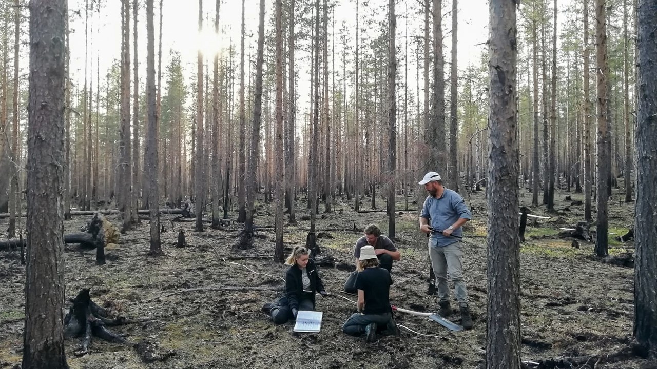 Efter skogsbränder försvagas trädens rotsystem, vilket kan leda till att träden faller.