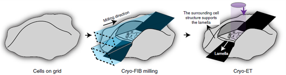 Illustration showing sample preparation for Cryo-lamella