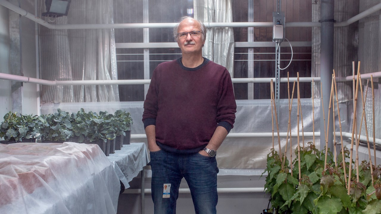 Stefan Jansson bland kålplantorna i växthuset.