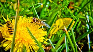 Bild på gula höstblommor och ett bi.