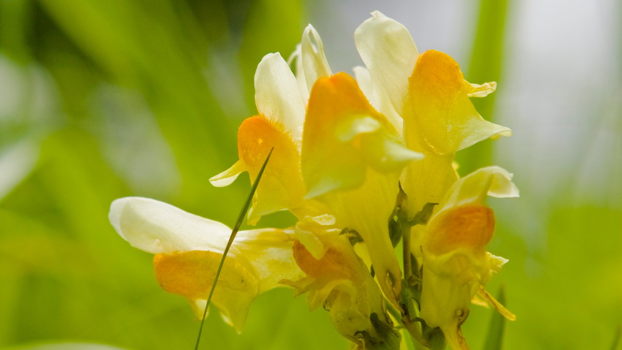 Bild på Höstblommor
