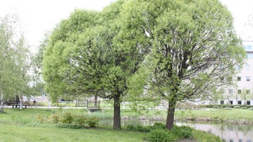 Träd och bakgrunden en bro över campusbäcken.