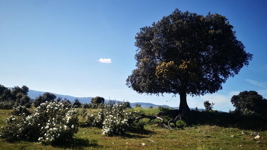 A lone tree in a field with white flowers.