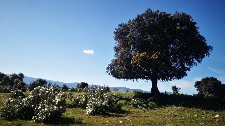 A lone tree in a field with white flowers.