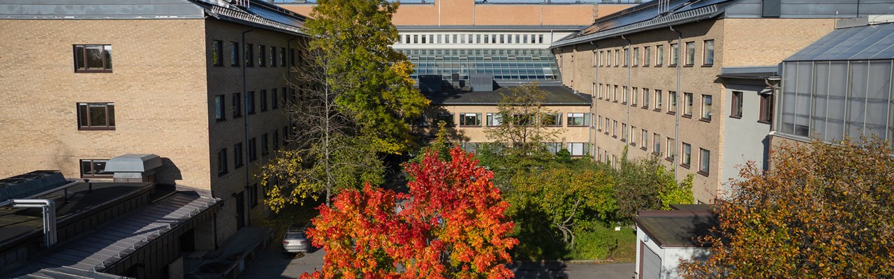 Campus i höstfärger, drönarstillbild