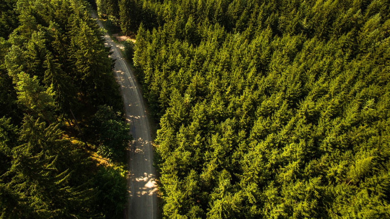 Bild på skog