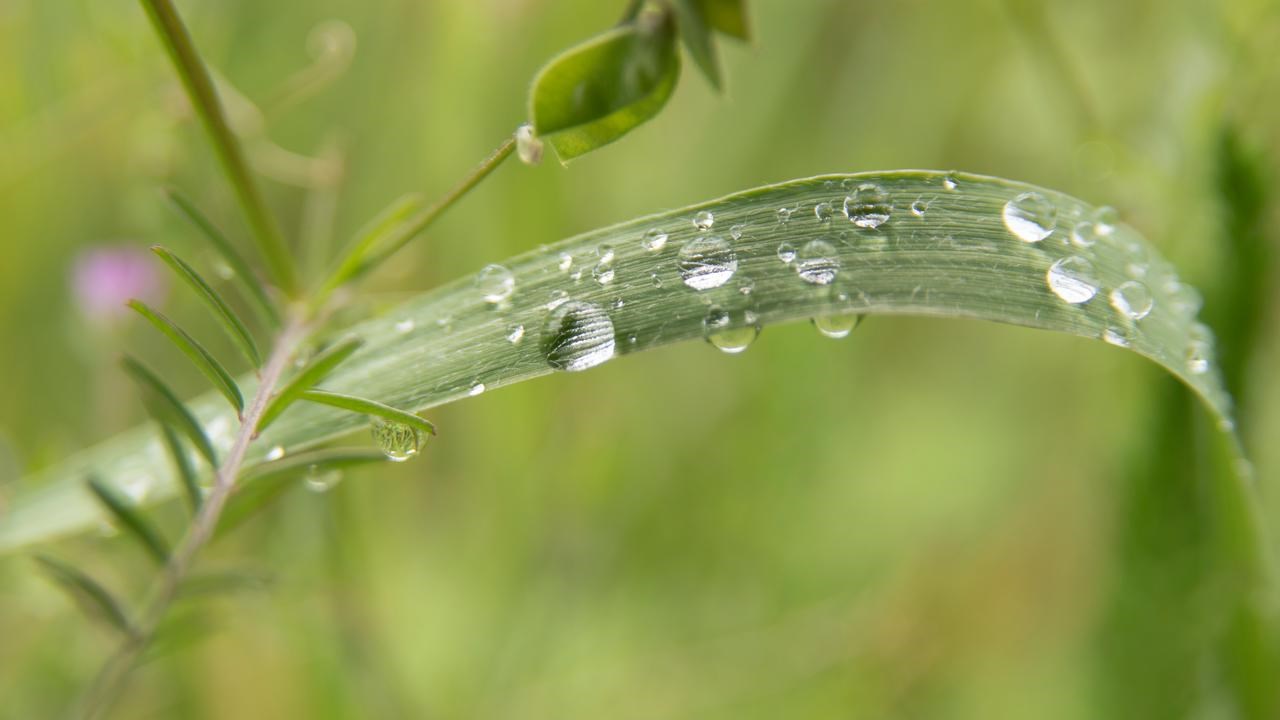 Vattendroppar på en grässtrå, närbild