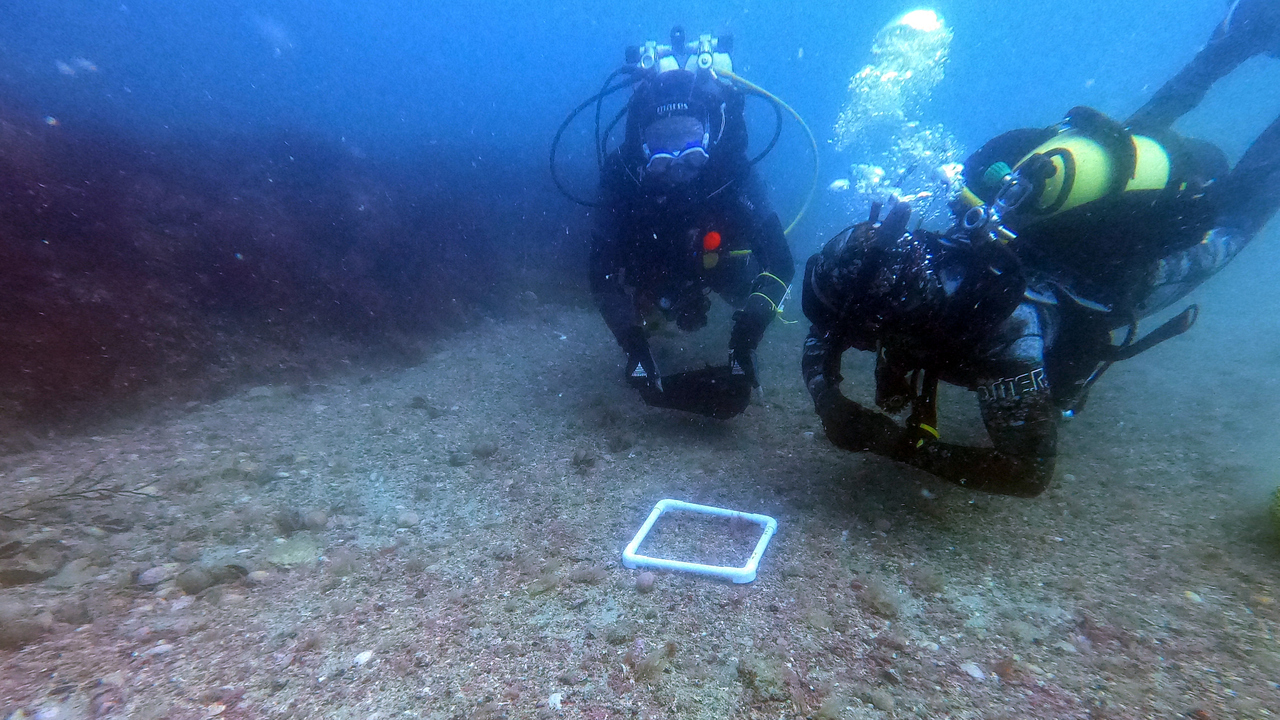 Kalkalgers prestanda, koldioxidassimilering och betydelse för biologisk ...