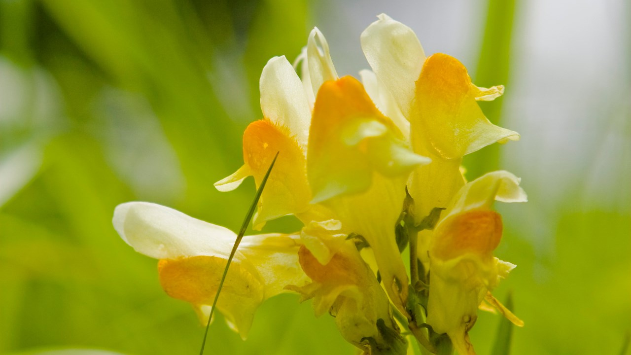 Bild på Höstblommor