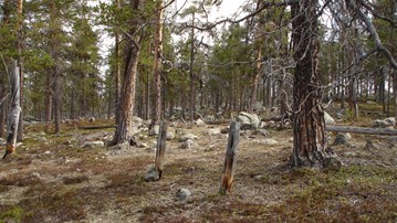 En skog fylld med många höga träd.