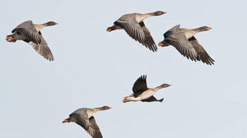 Photo of migratory birds.