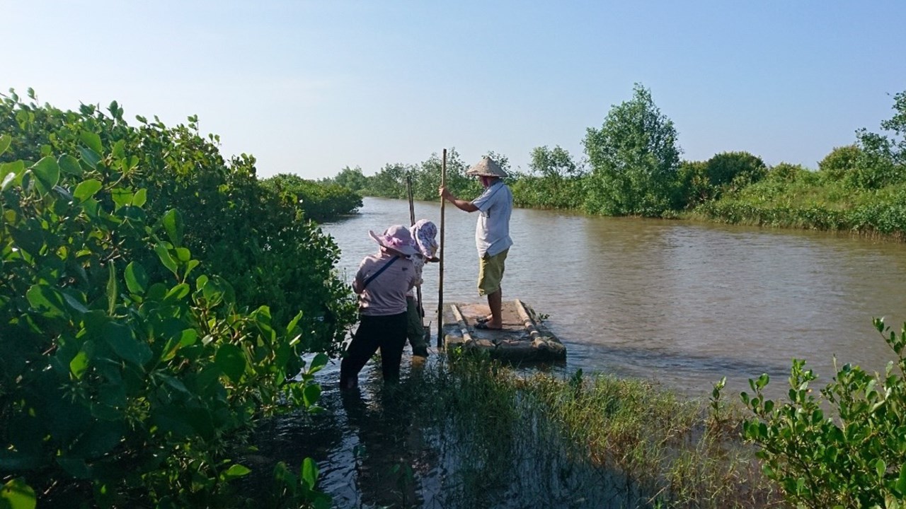 Blue carbon ecosystems are intimately connected to society, such as these mangrove forests located in shrimp farm aquaculture in northern Vietnam.