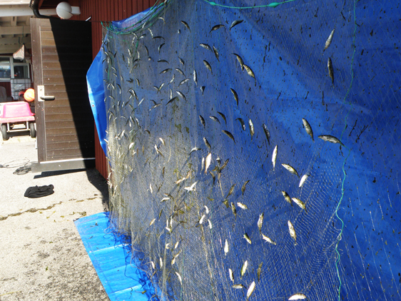 Att få 370 spigg i ett nät tillhör inte vanligheterna vid provfisket i Örefjärden