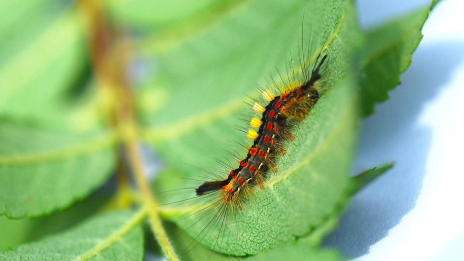 A red, yellow and black coloured larvae sitting on a leave