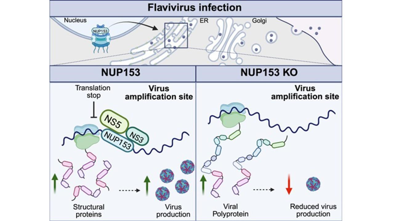 Schematisk bild &ouml;ver NUP153