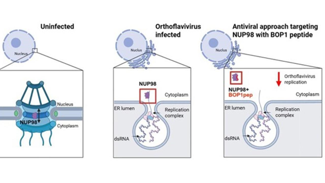 NUP 98 schematisk bild.