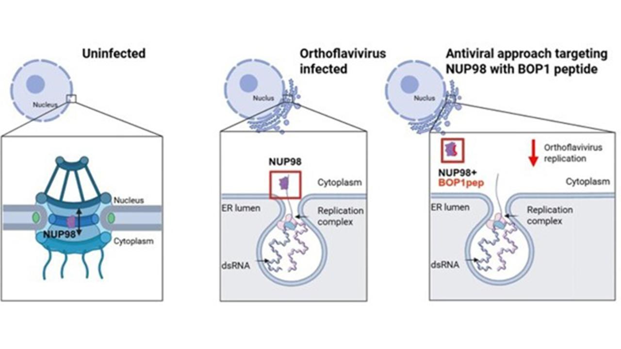 Schematic image over NUP 98.