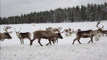 Renhjord på åker vintertid.