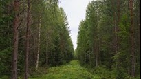 skog