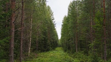 skog