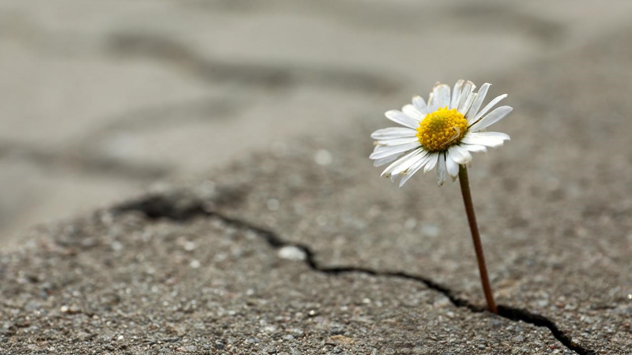 Blomma v&auml;xer upp ur asfalt.