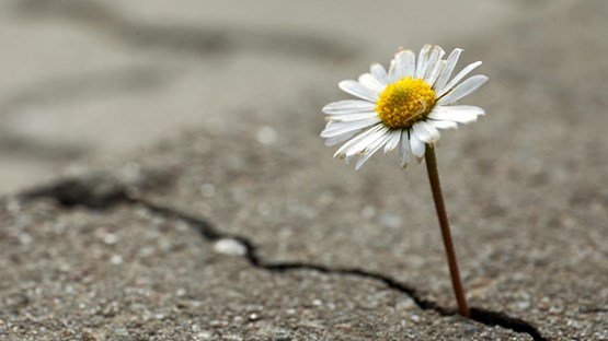 Blomma växer upp ur asfalt.