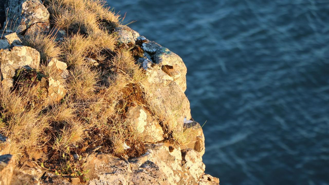 The image shows a piece of a cliff in the foreground with vegetation,mosses and grass, lit up by late day yellow sunlight. In the background is ateal-colored sea with light waves.