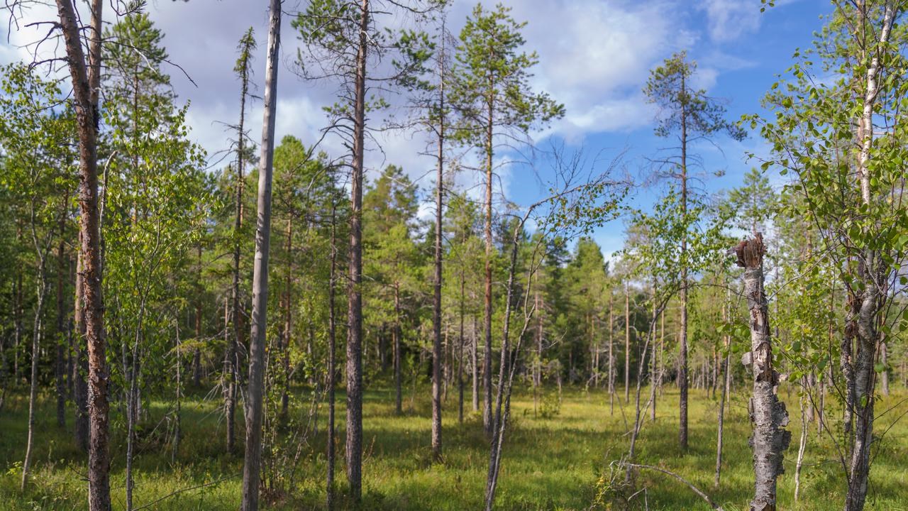 skog