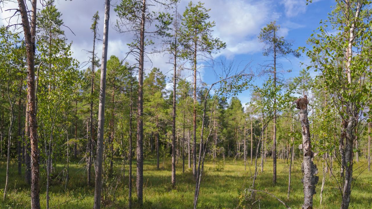 skog
