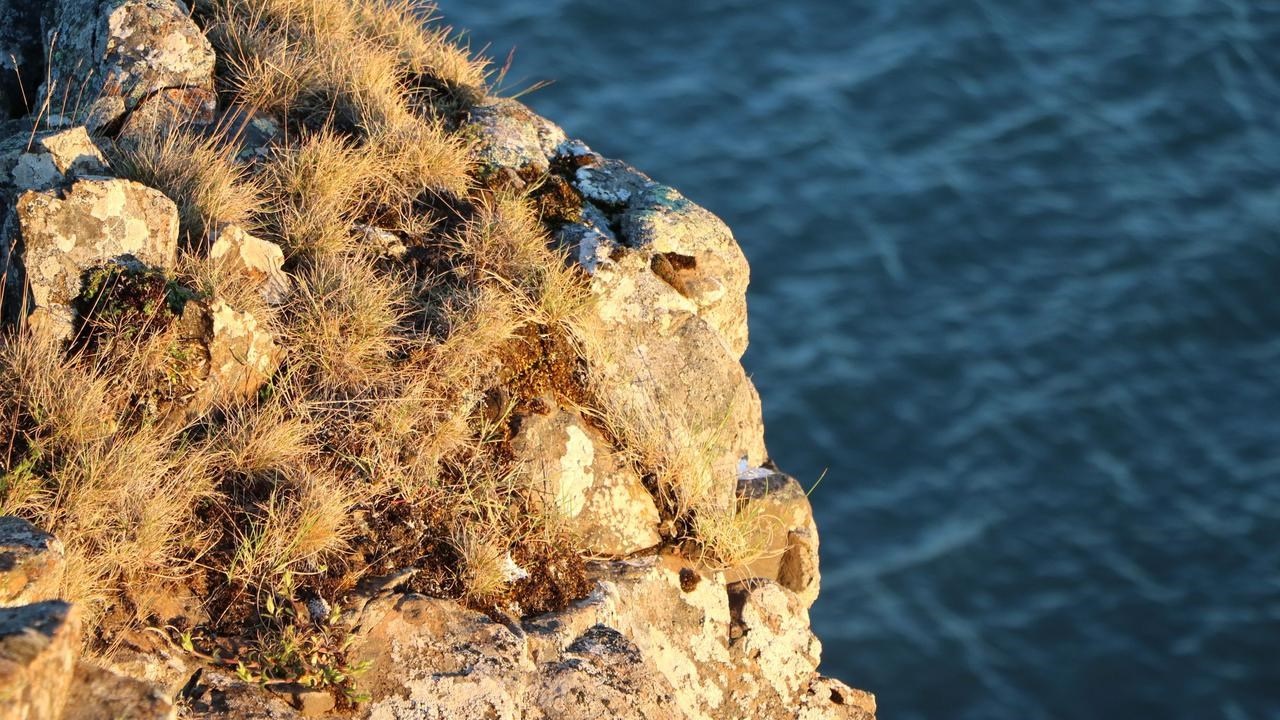 The image shows a piece of a cliff in the foreground with vegetation,mosses and grass, lit up by late day yellow sunlight. In the background is ateal-colored sea with light waves.