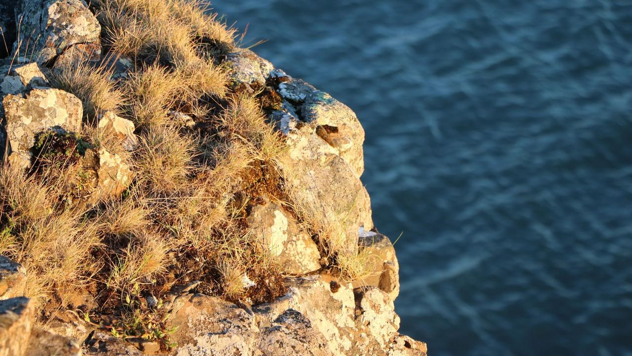 The image shows a piece of a cliff in the foreground with vegetation,mosses and grass, lit up by late day yellow sunlight. In the background is ateal-colored sea with light waves.