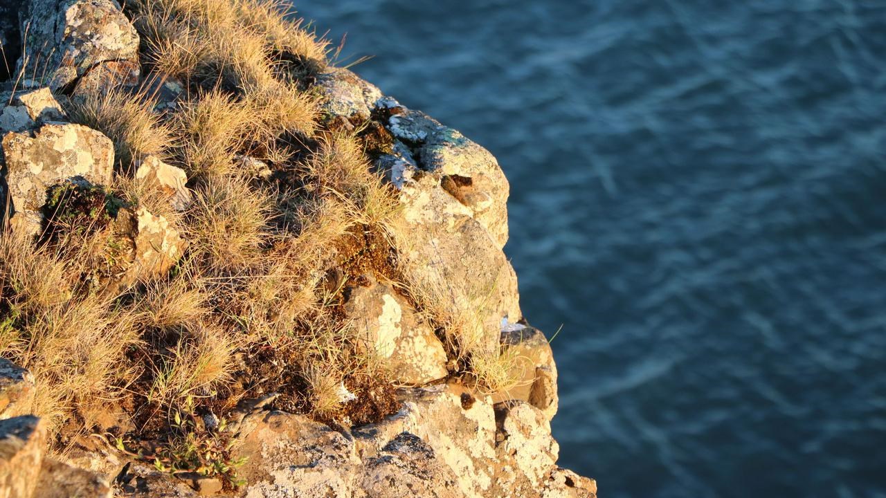 The image shows a piece of a cliff in the foreground with vegetation,mosses and grass, lit up by late day yellow sunlight. In the background is ateal-colored sea with light waves.