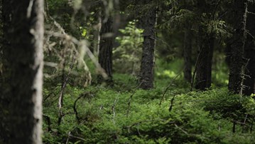 Bild på skog
