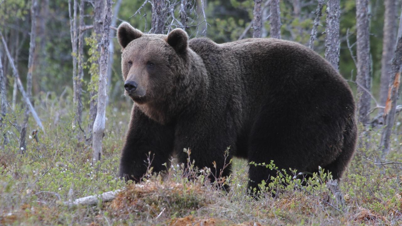 Bear in the woods